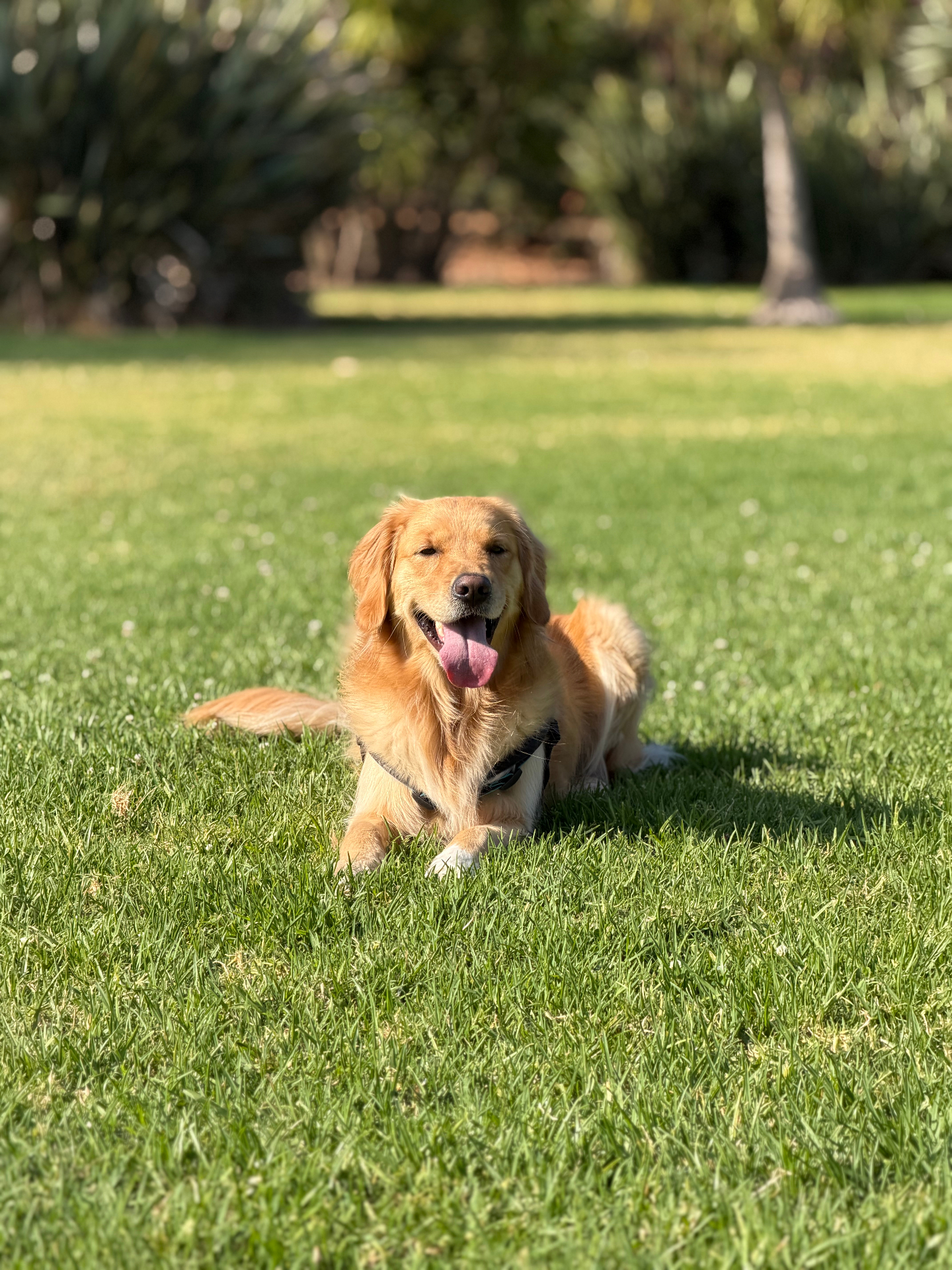 A happy golden retriever relaxing on the grass at Honey's Pawhouse